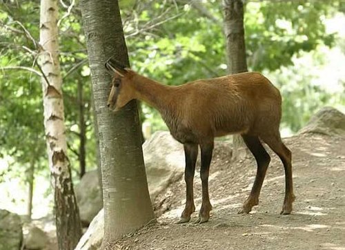 Pyrenean chamois